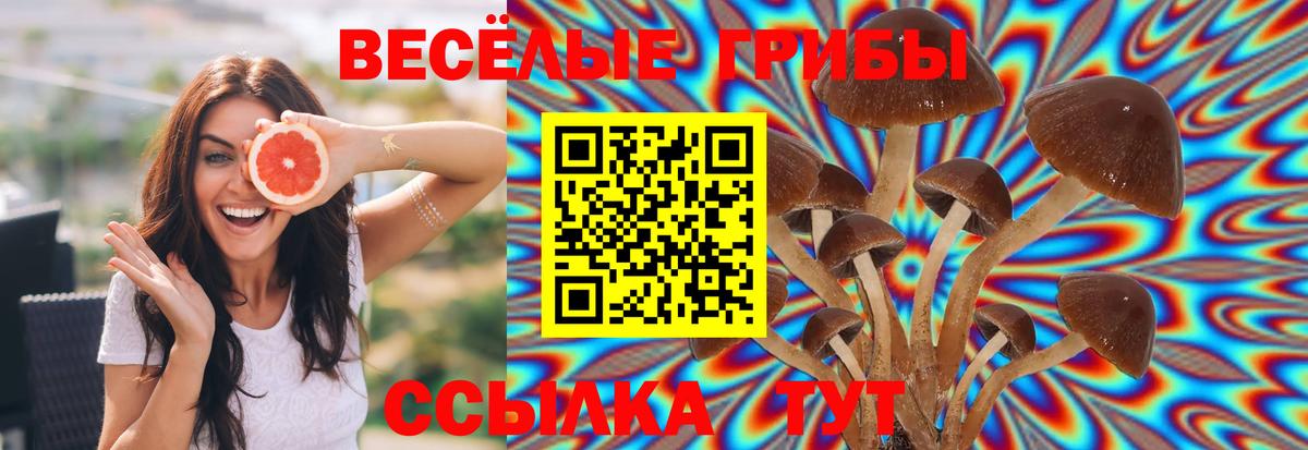 Галлюциногенные грибы MAGIC MUSHROOMS  Вход с VPN  Заводоуковск 